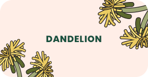 Dandelion