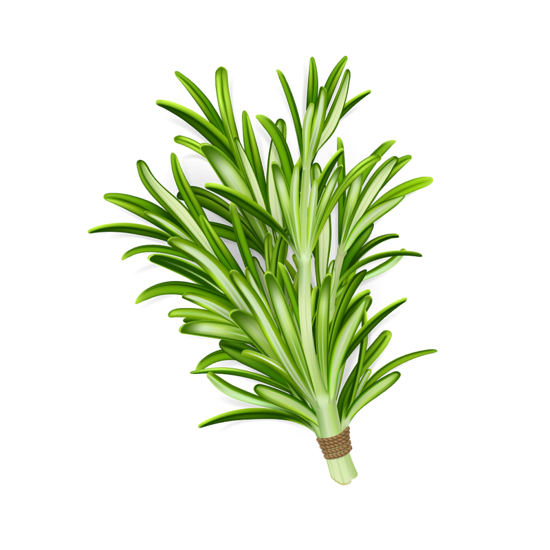 Rosemary Extracts